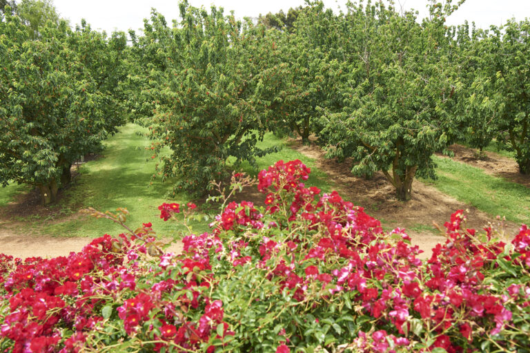 Fresh produce being grown just outside of Manjimup